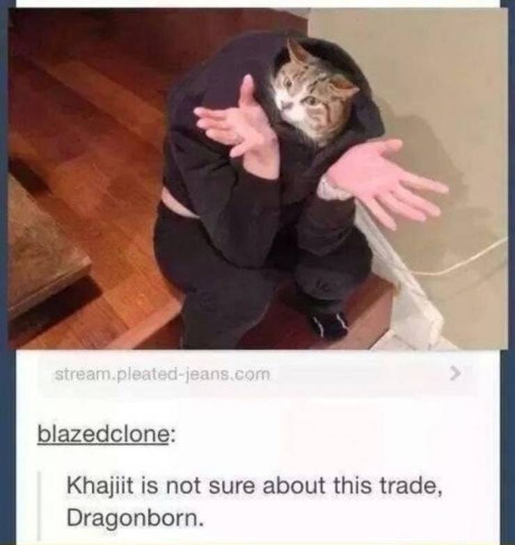 Elder Scrolls 10 Khajiit Memes That Are Hilarious If You Have Coin