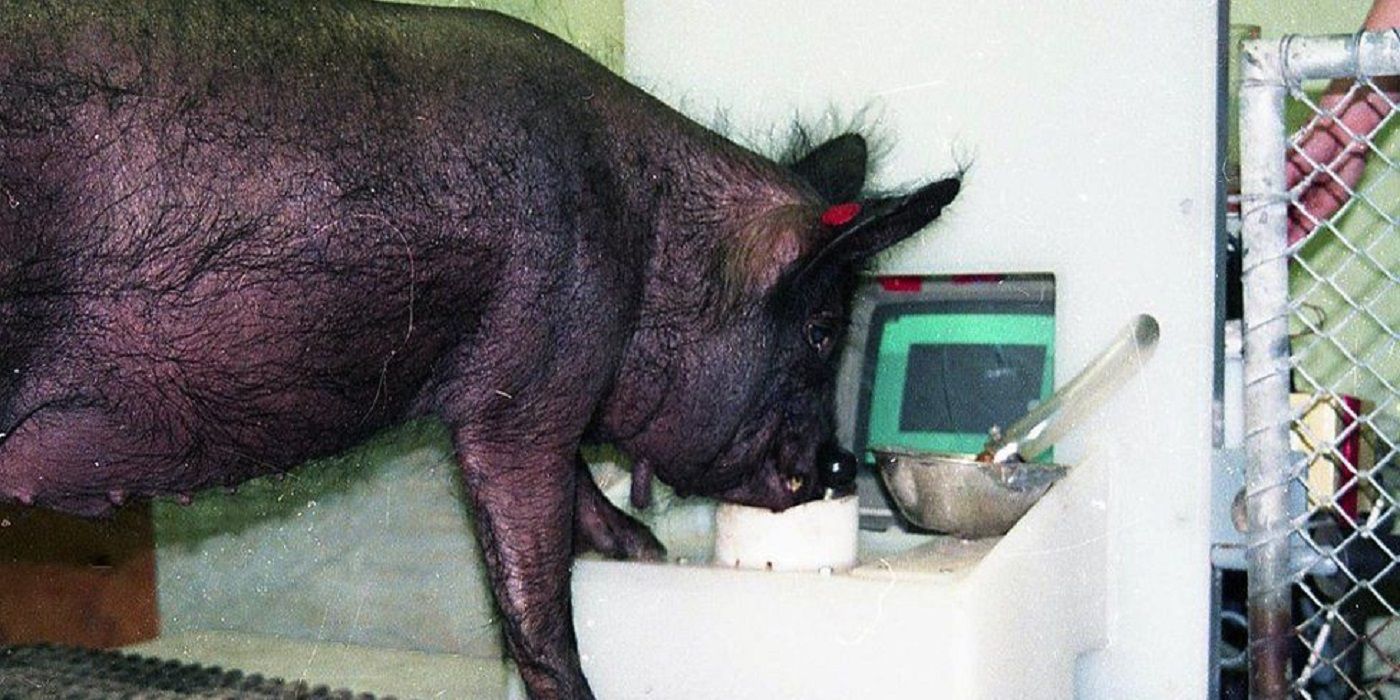 Research Shows Pigs Can Learn How To Play Video Games Game Rant
