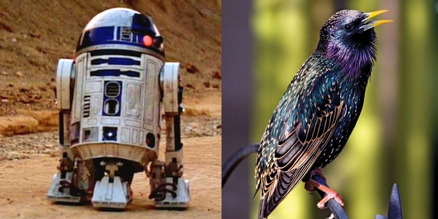 angry birds star wars r2 d2